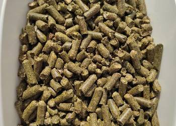 Lucerna grnulowan konie bydło króliki alpaki owce