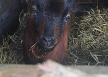 Sprzedam kozę miniaturową