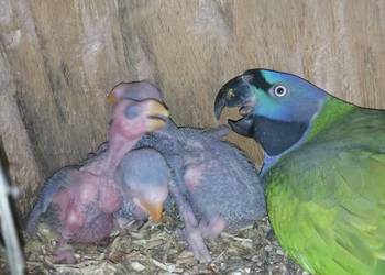 Akeksandretta chińska dorosła samica