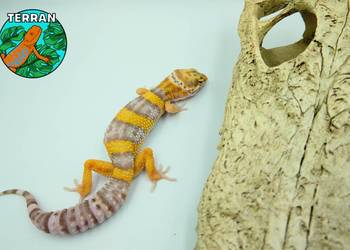 Gekony Lamparcie Unikaty