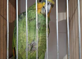 Amazonka kurika venezuelska samiec roczny