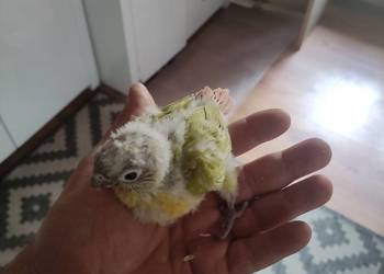 Rudosterki ręcznie karmione sprzedam