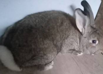 Sprzedam samca młodego