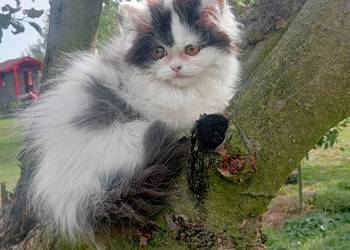 Kot perski pers persy perskie