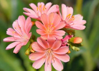 ZAMÓW JUŻ DZIŚ Z CENĄ ZIMOWĄ
WYSYŁKA PO 15 MARCA !