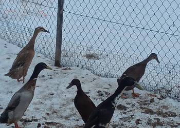 Kaczki biegusy, biegusy indyjskie.