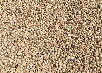 Sprzedam bobik, ziarna bobiku