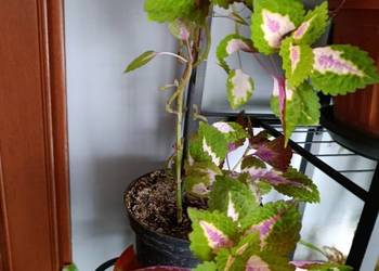 koleus Blumego (Coleus blumei) pokrzywka brazylijska.