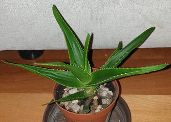 Aloes, zielony, roślina rosnąca nr 2