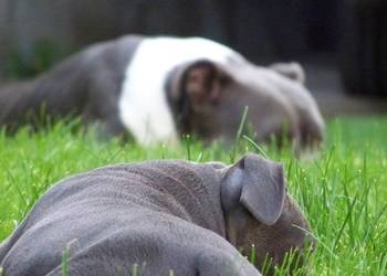 Amstaff Blue – suczka SAGA | American Staffordshire Terrier