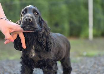 Cocker Spaniel czarne!!!