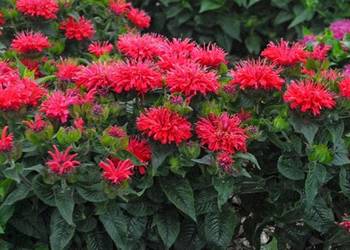 Monarda Bee Happy 2 sadzonki