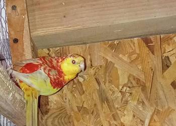 Samiec świergotki seledynowej 2025r