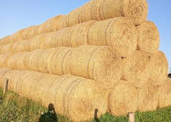 Sprzedam słome po prasie Mchele po 100 i po 90 zł