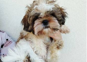 Szczenięta Shih Tzu Tricolor