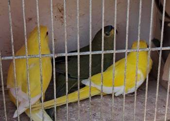 Łąkówki modrobrewe