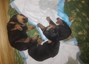 Rottwailer szczeniaczki