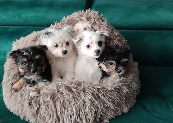 Morki hybryda york maltanczyk