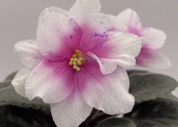 Fiołek afrykański kwitnąca sadzonka