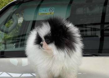 Sliczne Szpic Pomeranian