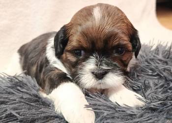Shih-tzu
