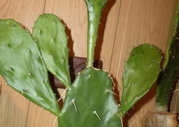 opuncja kwiat doniczkowy