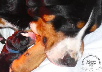 mamy szczenięta Duży Szwajcarski Pies Pasterski szczeniak szczeniaki