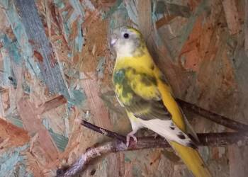 Świergotka Samiec Sprzedam/Zamienię