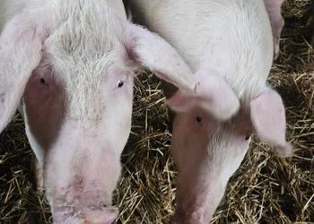 Tuczniki karmione własną paszą