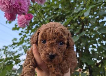Suczki Maltipoo rezerwacja