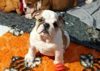 Buldog angielski (FCI) samiec