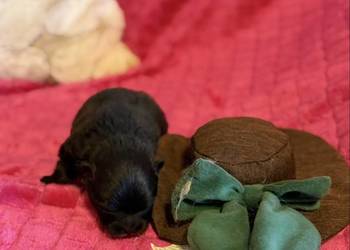 Szpic miniaturowy pomeranian boy