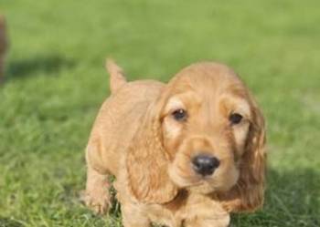 Cocker spaniel