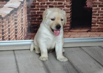 Szczeniaki Labrador Retriever biszkoptowe. Badania Genetyczne!