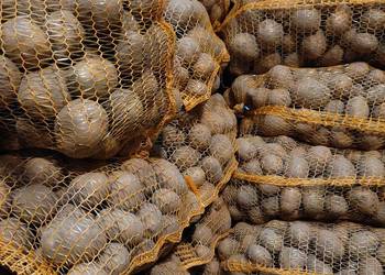 Ziemniaki jadalne sadzeniaki