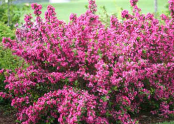 KRZEWUSZKA PINK PRINCESS - sadzonki w doniczkach