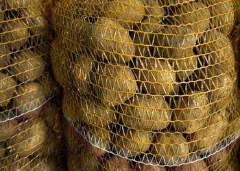 Sprzedam sadzeniaki Melody rok po centrali.