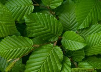 Grab pospolity (Carpinus betulus) obwód 14-16 cm, z gruntu – HURT