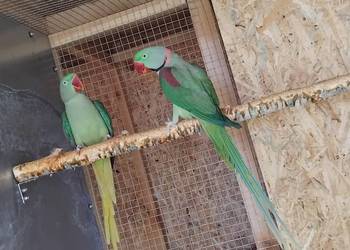 Aleksandretty Wielkie  Para