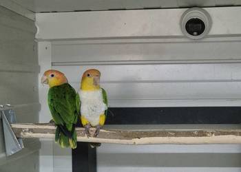 Barwinki pary lęgowe