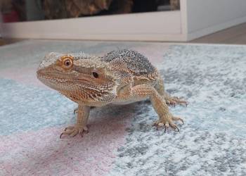 Agama brodata + terrarium