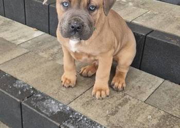 Cane Corso rodowodowe