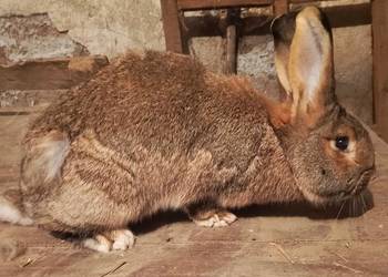 Sprzedam samice belgijską