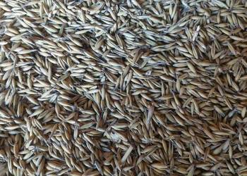 Owies bingo z centrali