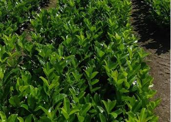 Laurowiśnia caucasica 60 cm - 80 cm ! Żywopłot