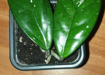 Hoya , hoja, kwiat rosnący