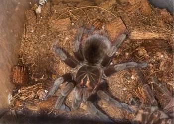 pamphobeteus sp. machalla 4DC