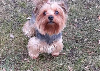 Szczeniaki Pieski Rasy York Yorki