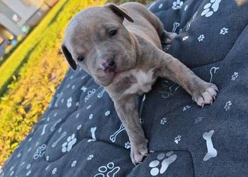 Szczeniak - Amstaff