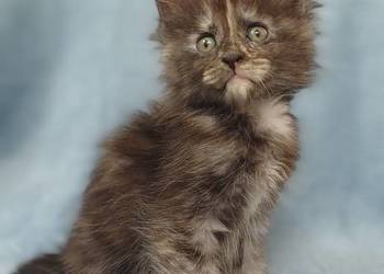 Maine Coon kotka rodowód FPL